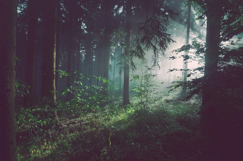Forest Keeper Programme