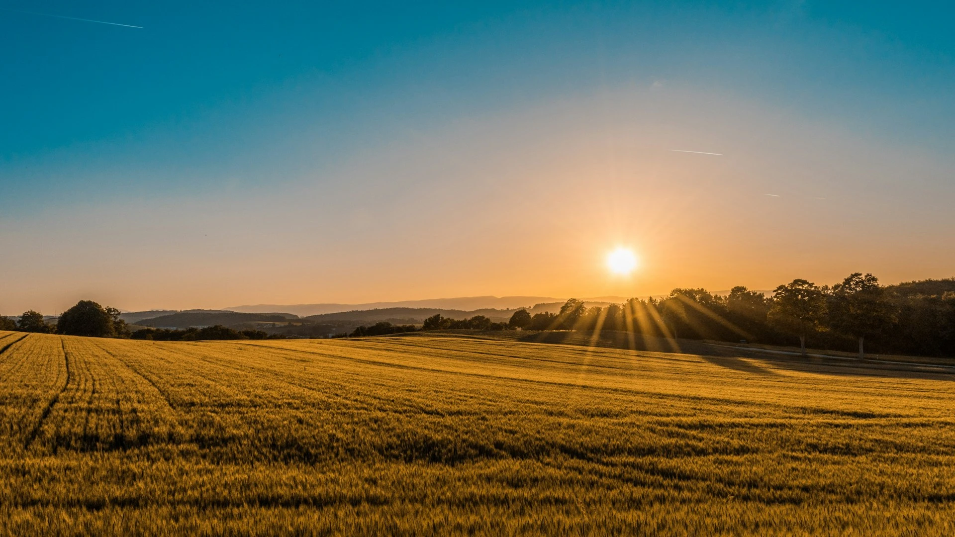 Green agricultural landscape at sunrise
