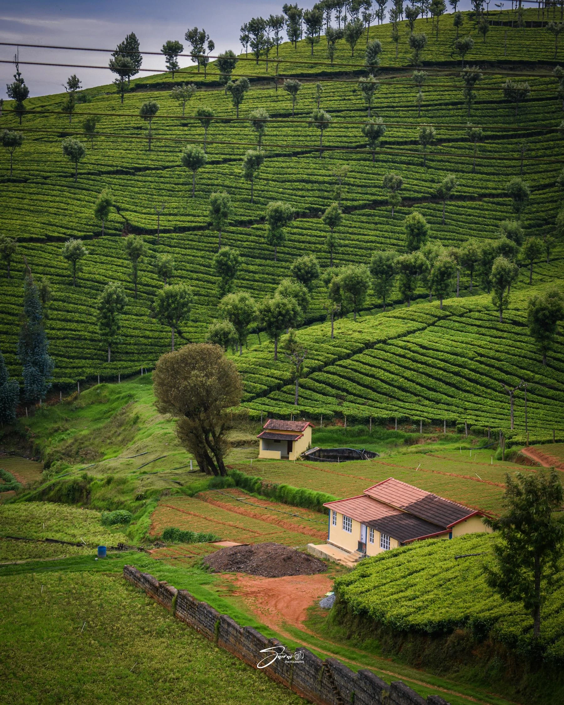 Bungalows nestled within the working tea estate