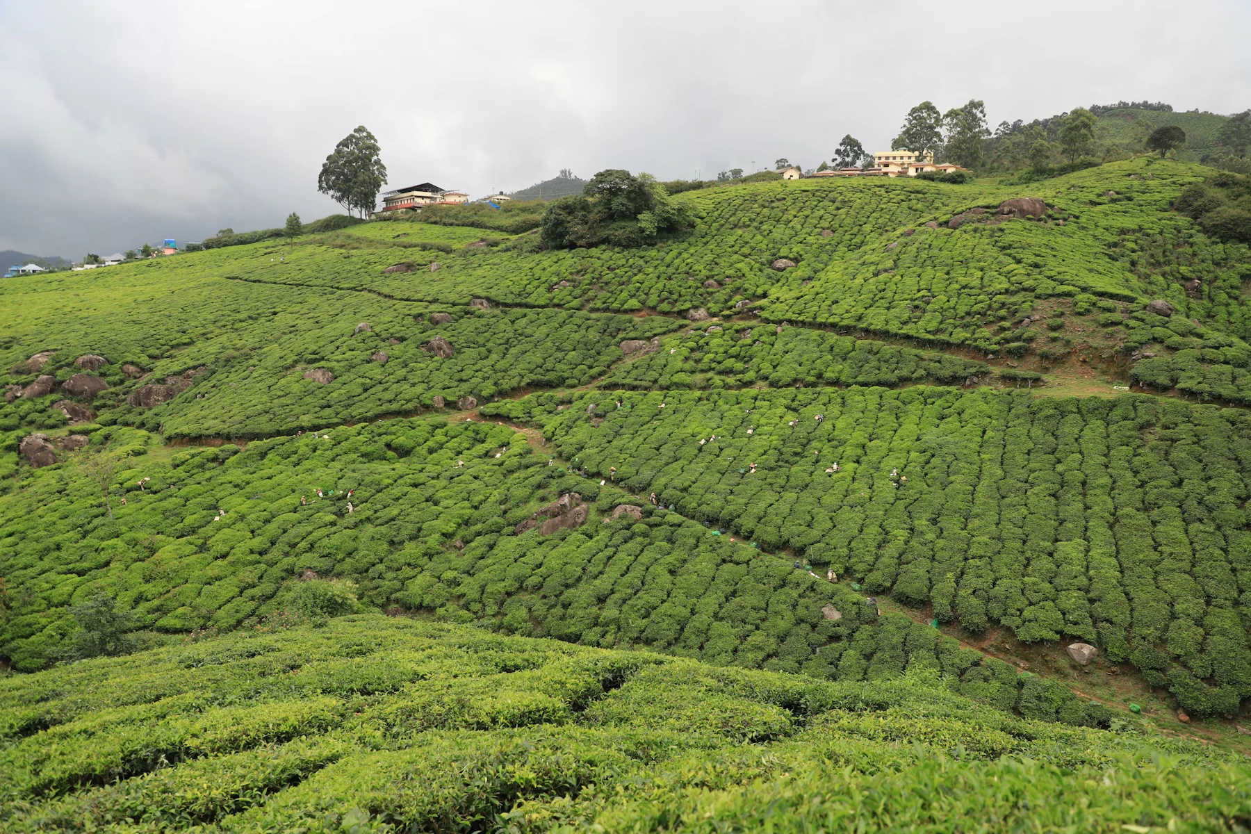 Sweeping tea terraces with bungalows on the highland slopes