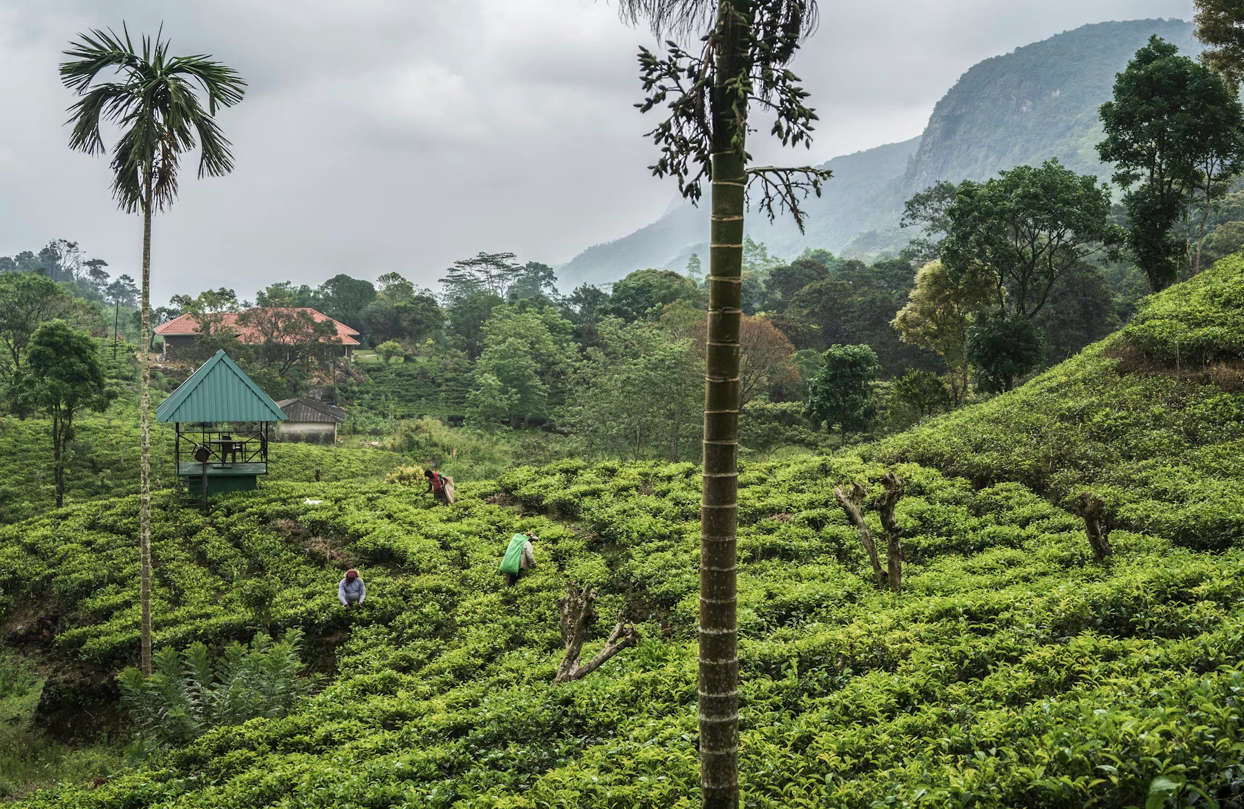 Tea plantation with distant Sri Lankan mountains