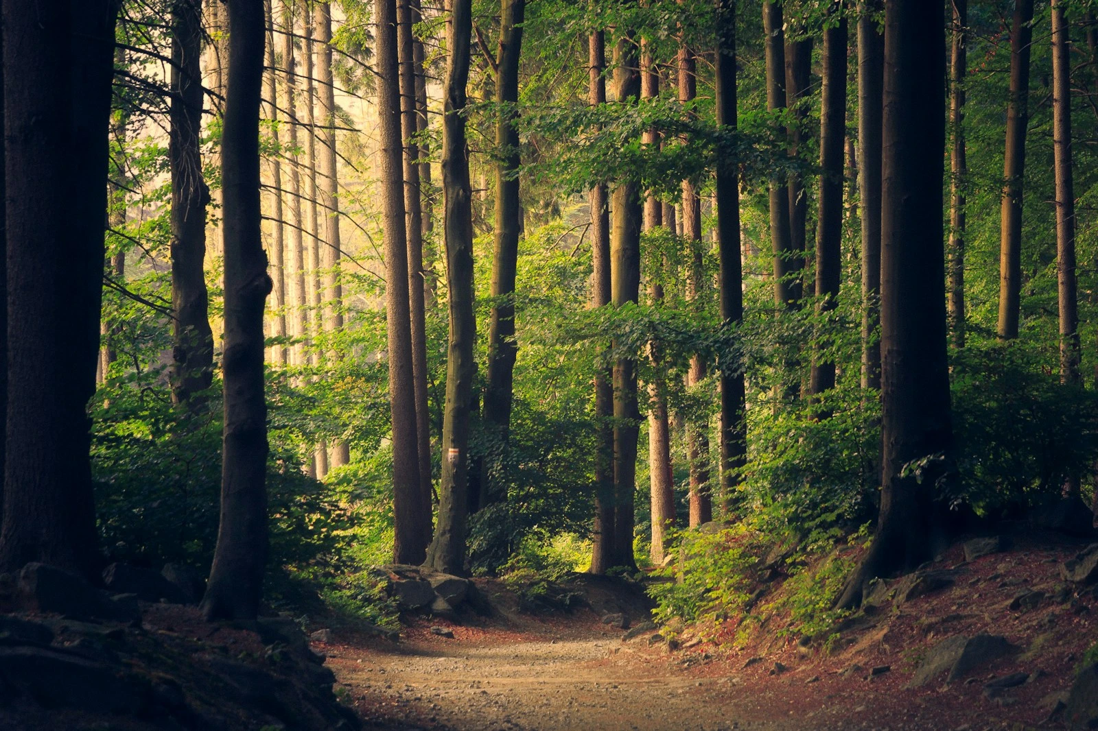 Lush forest landscape representing environmental sustainability