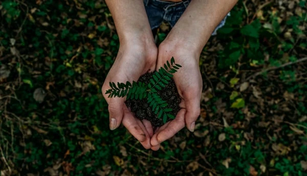 Hands planting a sapling in freshly turned earth